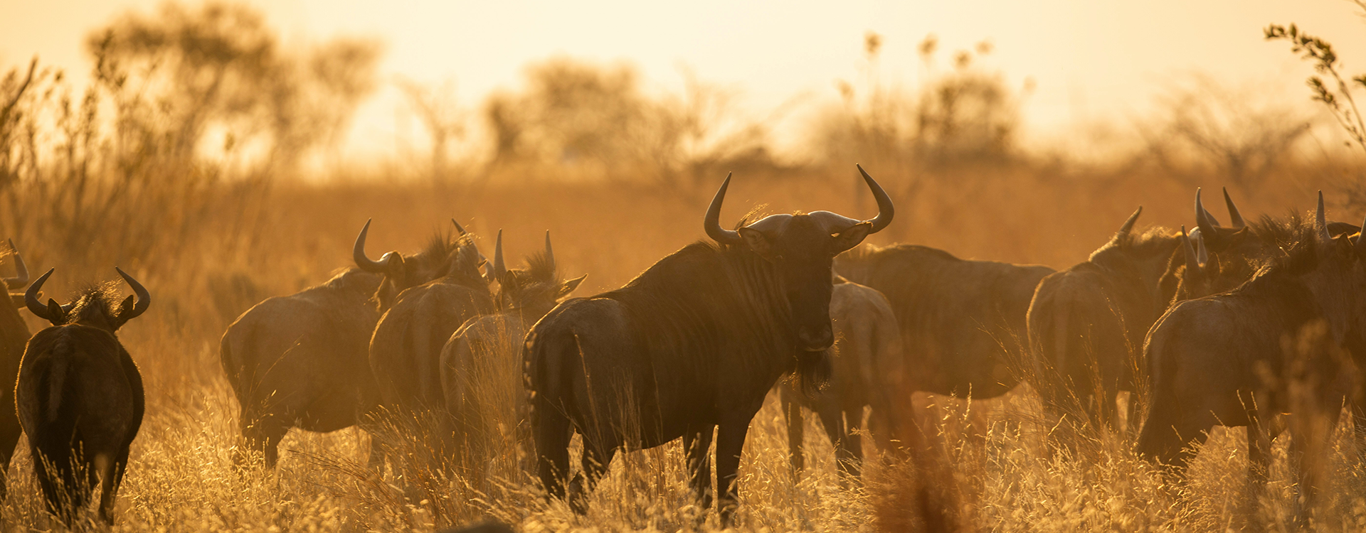 A heard of Wildebeest seem on a Big 5 safari Kruger