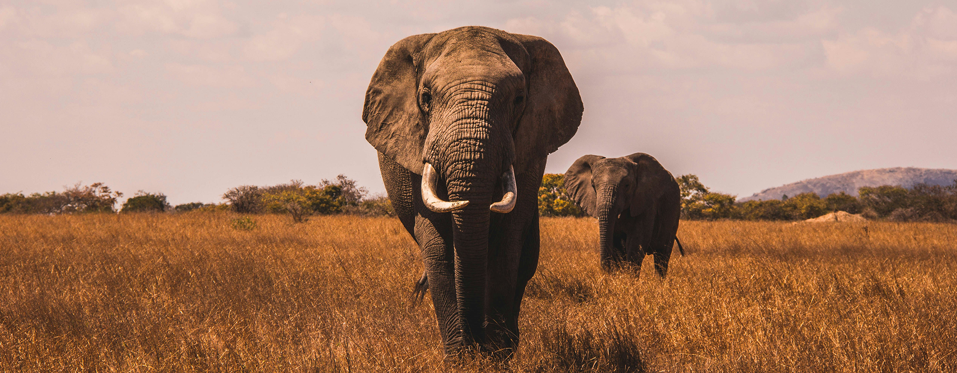 Elephants spotted on a Kruger Private Safari vehicle