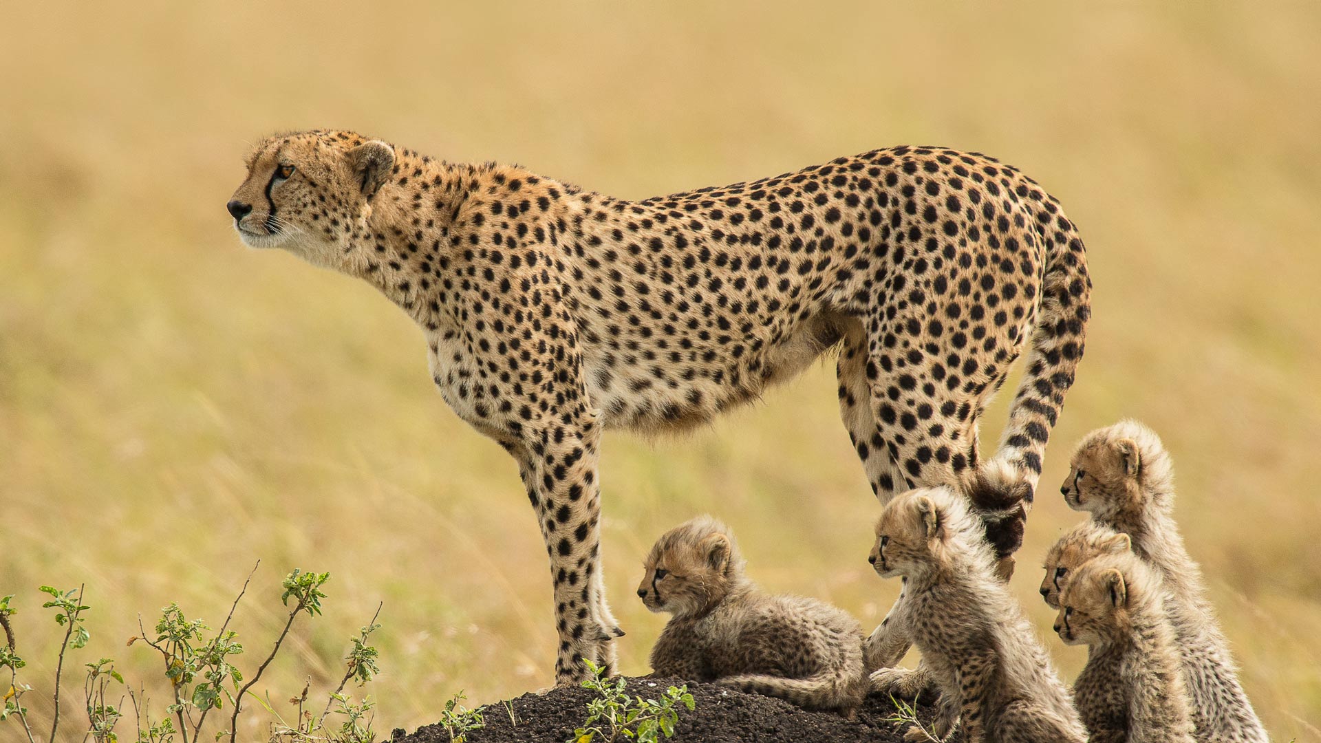 Cheetah's seen at Moholoholo wildlife tours